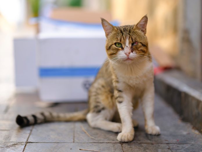 Μία τραυματισμένη αδέσποτη γάτα (Photograph by Engin Akyurt)