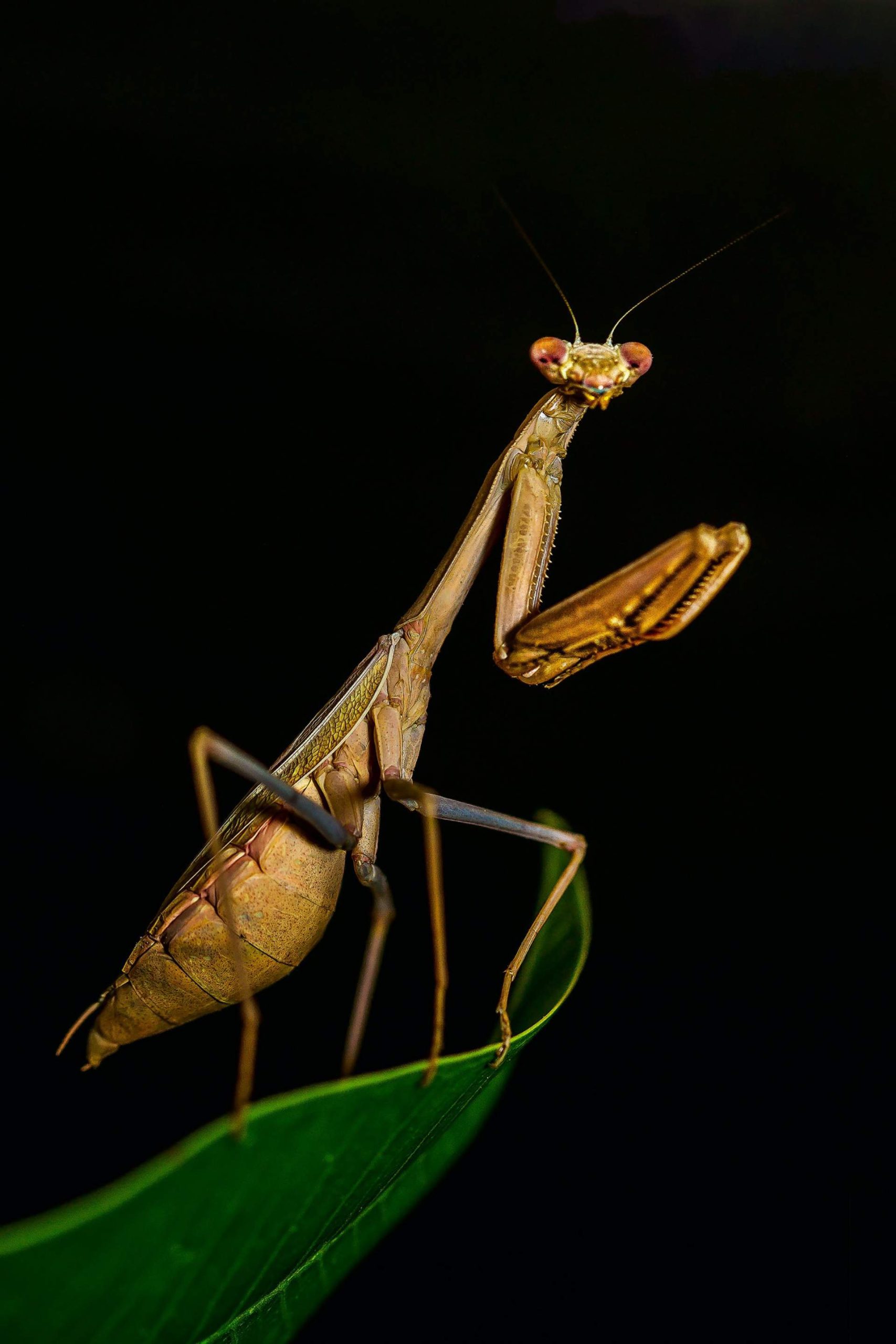 Praying mantis (Photograph by Brandon Phan)