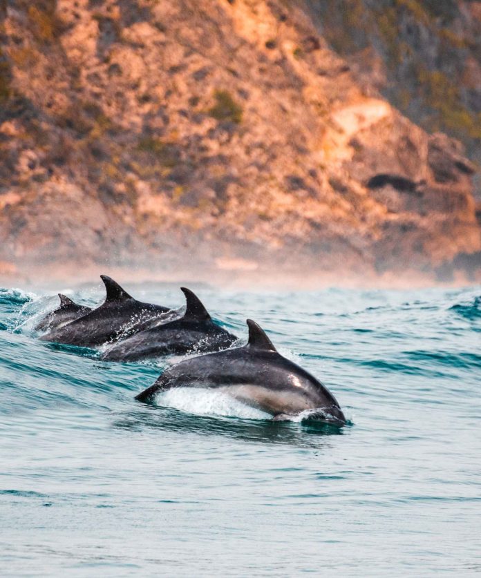 Τα δελφίνια είναι ζώα που βασίζονται στην επικοινωνία με ομοειδή τους και για να το επιτύχουν αυτό χρησιμοποιούν πρωτίστως τον ήχο (Photograph by Red Charlie/Unsplash)