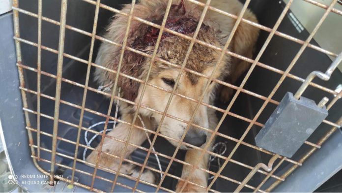 Ο άτυχος σκυλάκος που βρέθηκε με ανοιγμένο κεφάλι (Photo credit: Φιλοζωικός Όμιλος Καλαμάτας/Facebook)