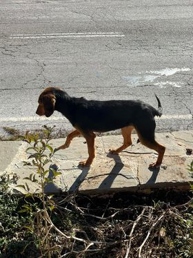 Η αδέσποτη σκυλίτσα (Photo credit: κ. Μαρία Μοσχίδου, εστάλη στο pet-in.gr)