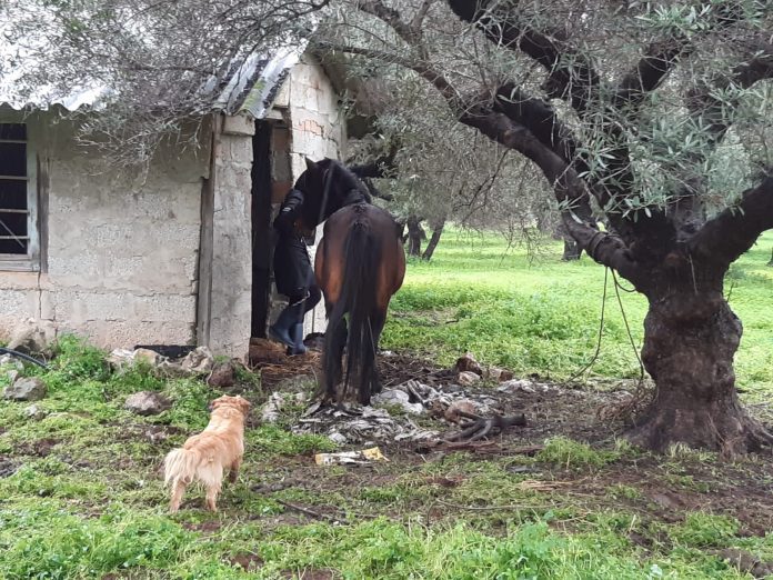 Άλογα