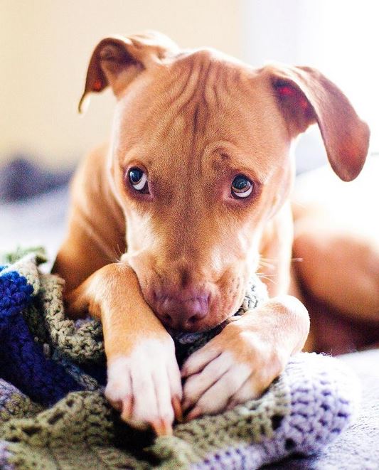 Ο σκύλος του Κρίστιαν, Ρέι (Photo: christianshenouda/Instagram)
