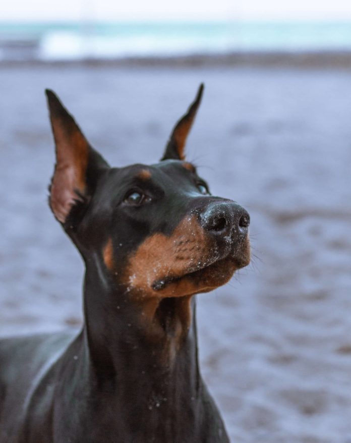 Η έρευνα θα προσφέρει νέες γνώσεις όχι μόνο για τα Ντόμπερμαν, αλλά και για άλλες ράτσες σκύλων που πάσχουν από παρόμοιες μορφές ηπατίτιδας (Photograph by Anna Kozakova)