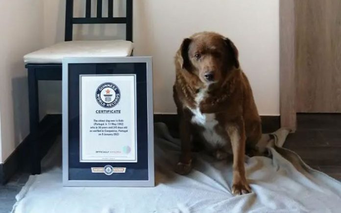 Ο Μπόμπι είναι ο γηραιότερος εν ζωή σκύλος και ο γηραιότερος που έχει καταγραφεί ποτέ (Photo credit: Guinness World Records)