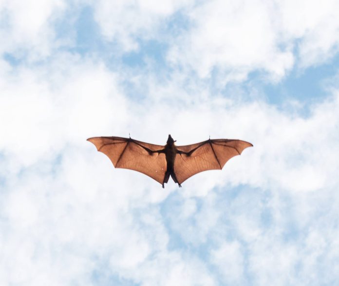 Οι νυχτερίδες είναι οι κυριότεροι φορείς ζωονόσων (Photograph by Ishan/Unsplash)