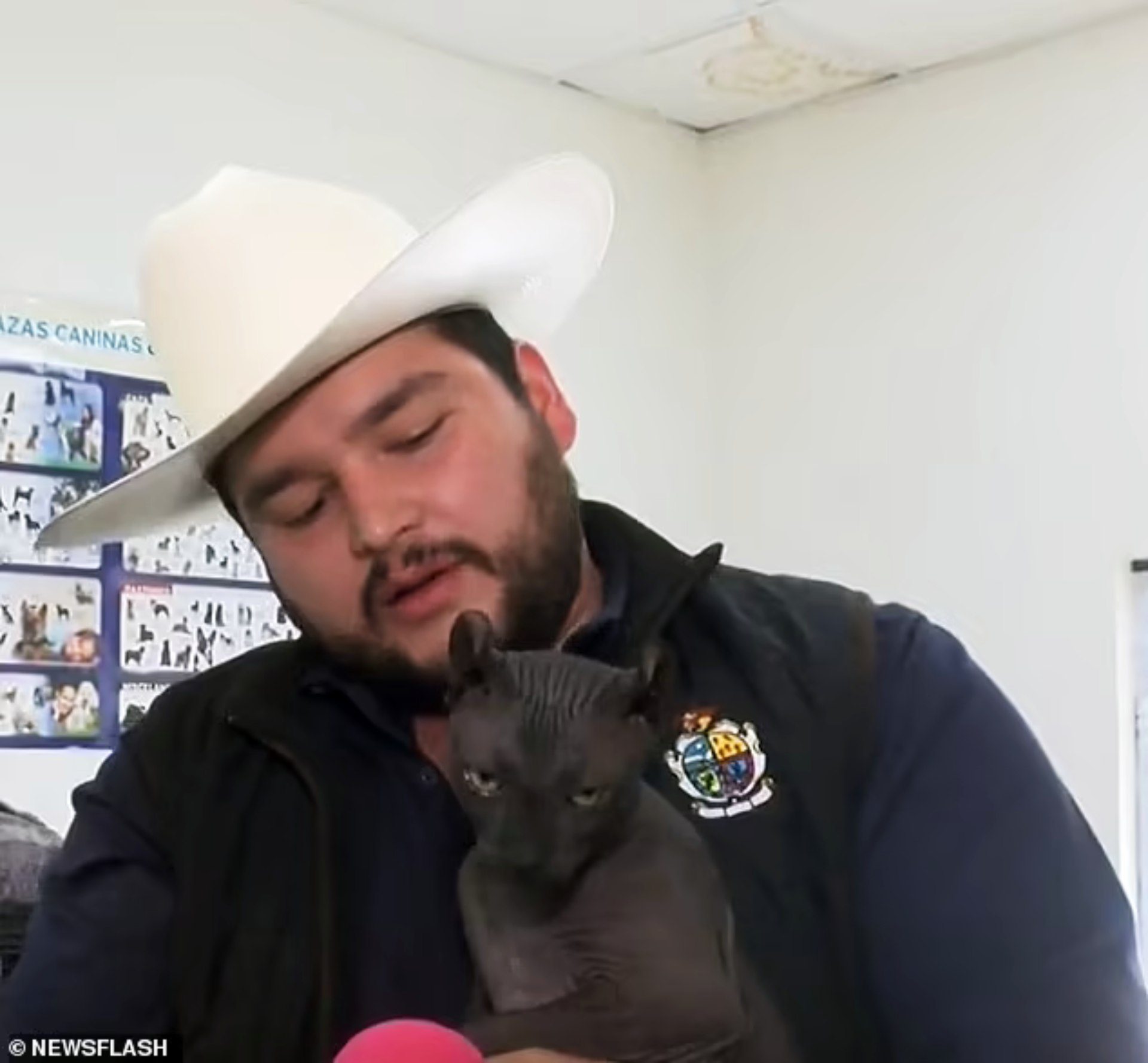 Η γάτα είναι ασφαλής και επί του παρόντος υπό τη φροντίδα των μεξικανικών αρχών (Photo: dailymail.co.uk)