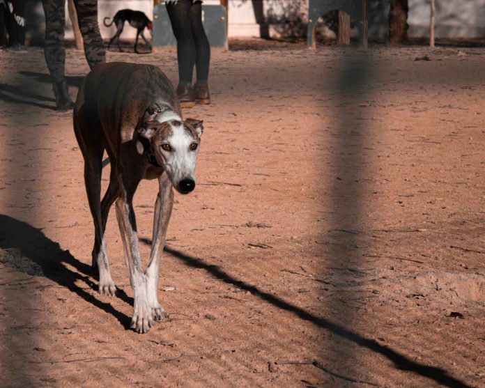 Περίπου 167.000 σκύλοι εγκαταλείφθηκαν στην Ισπανία μόνο το 2021 (Photograph by Ambi Gram)