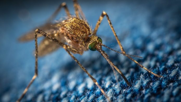 Το παράσιτο Dirofilaria immitis μεταδίδεται από μολυσμένα κουνούπια (Photograph by Egor Kamelev)