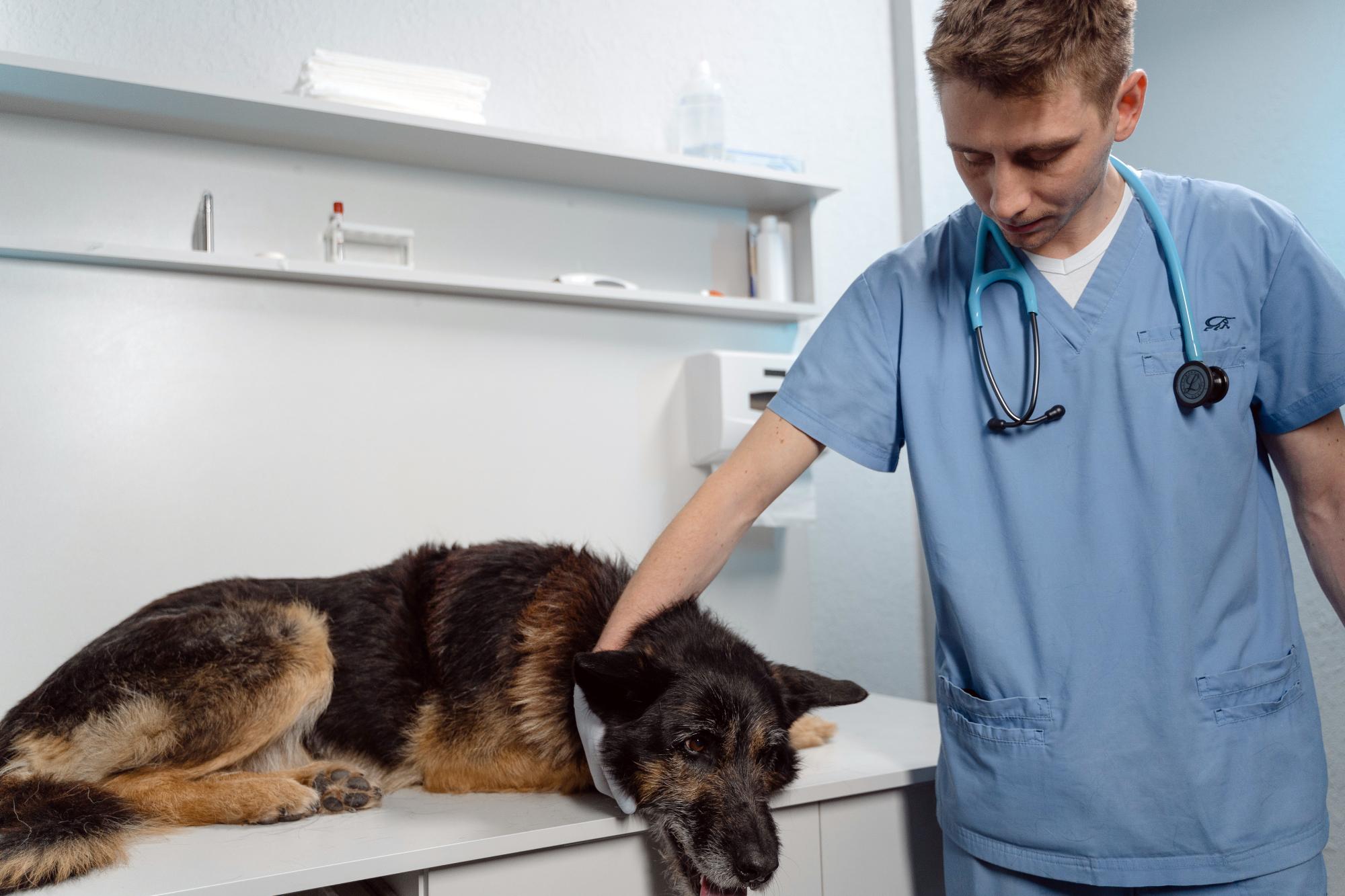 ο κτηνίατρός σας είναι ο καλύτερος σύμμαχός σας, τόσο στην πρόληψη όσο και στη θεραπεία της νόσου (Photograph by Tima Miroshnichenko)