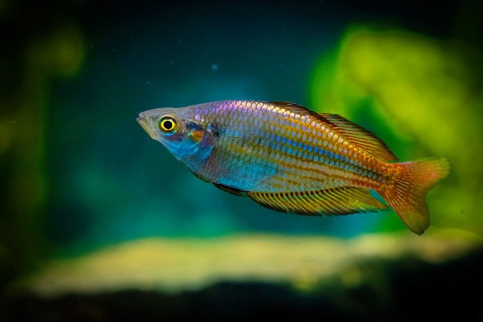 Rainbow fish (Photograph by Pixabay)