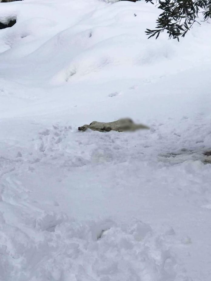 Ο αποκεφαλισμένος σκύλος που αφέθηκε στο χιόνι. Η αποτύπωση ενός φρικιαστικού εγκλήματος (Photo: Φιλοζωική Ομάδα Βόλου/Facebook)