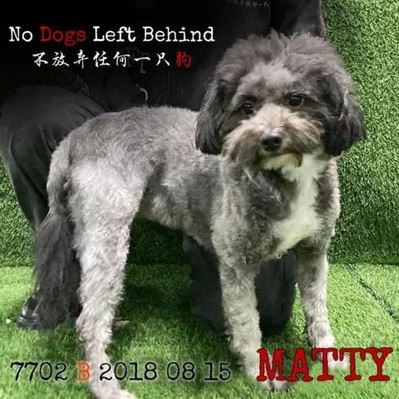 Ο Matty (Photo: No Dogs Left Behind)