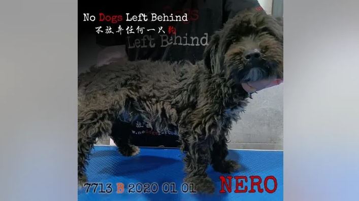 Ο Νέρο (Photo: No Dogs Left Behind)