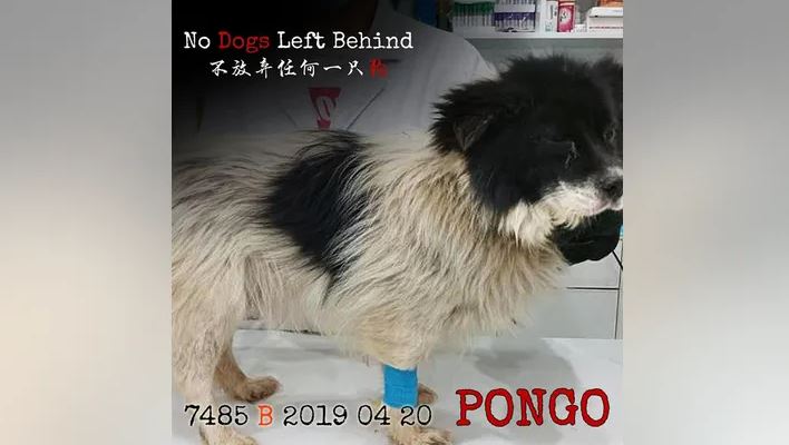 Ο Πόνγκο (Photo: No Dogs Left Behind)