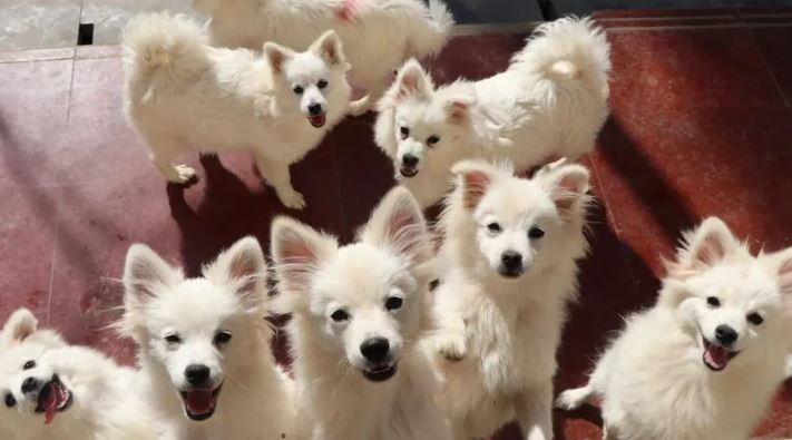 Τα περισσότερα σκυλιά που διασώθηκαν από την Ανατυολική Ασία είναι Πομεράνιαν, σύμφωνα με τον πρόεδρο της οργάνωσης, Τζέφρι Μπέρι (Photo: No Dogs Left Behind)