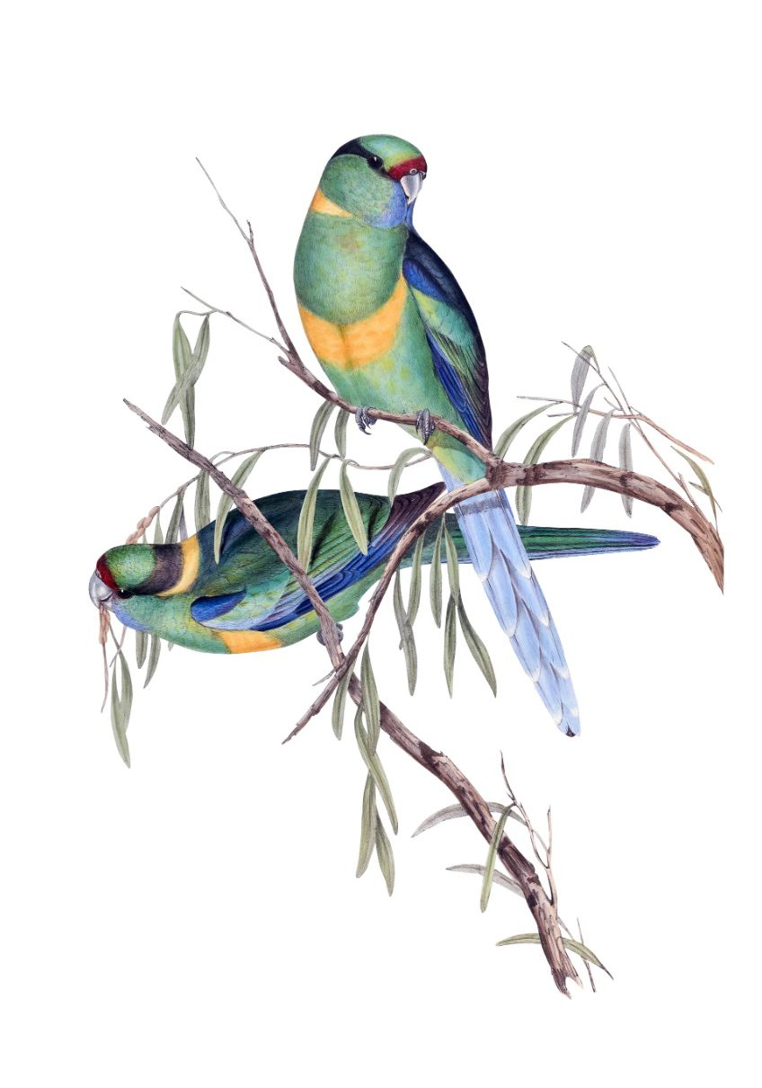 Barnard's parakeet (Barnardius zonarius barnardi) 