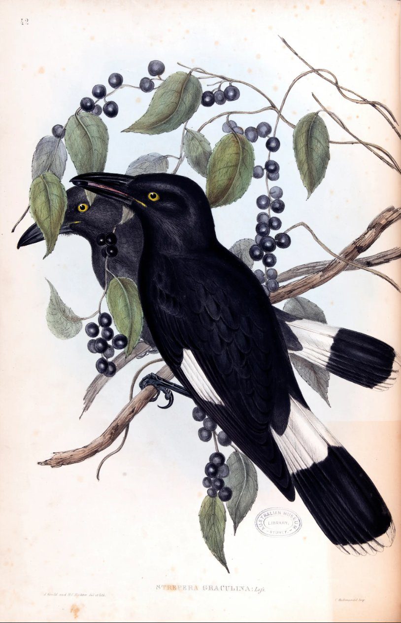 Pied currawong Strepera graculina