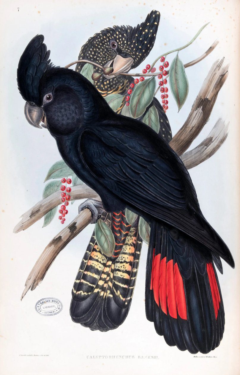 Red-tailed black cockatoo Calyptorhynchus banksii