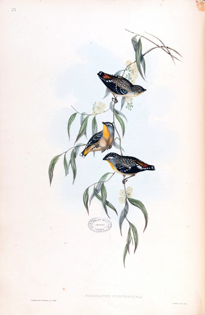 Spotted pardalote Pardalotus punctatus