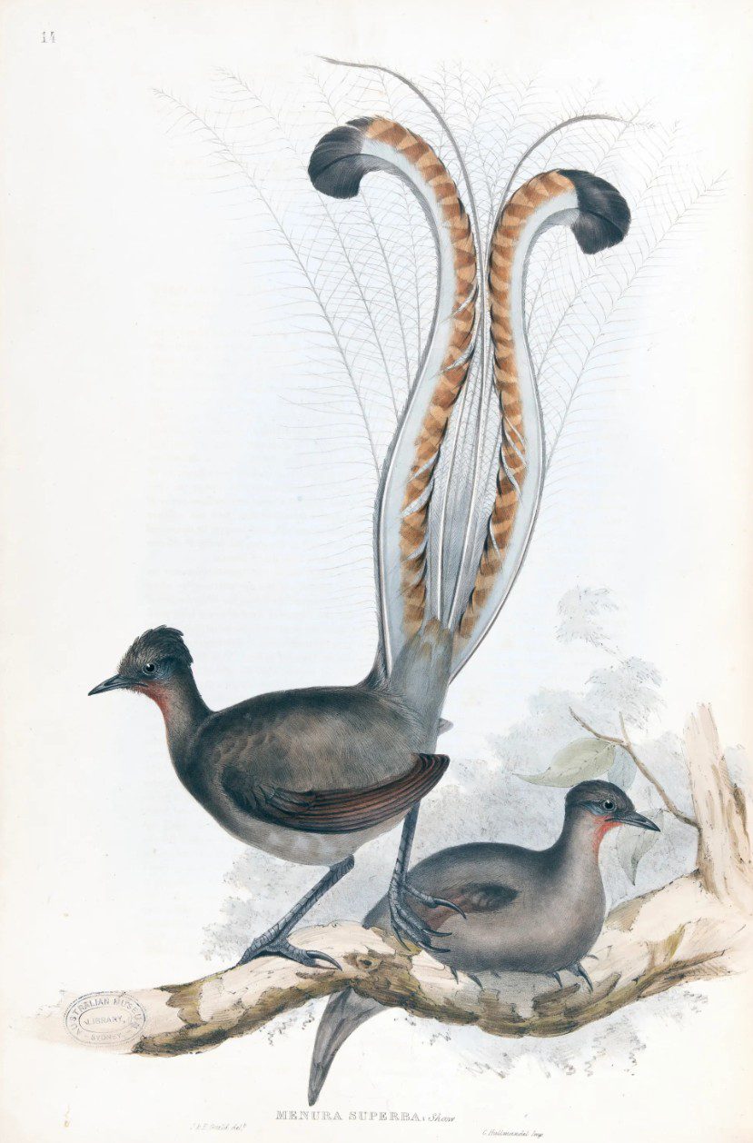 Superb lyrebird Menura superba (Menura novaehollandiae)