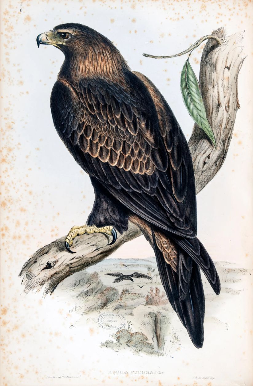 Wedge-tailed eagle Aquila fucosa (Aquila audax)