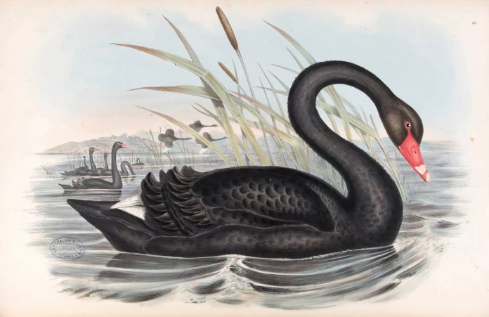 Μαύρος κύκνος (Cygnus atratus)