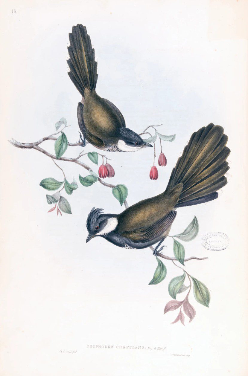 Coachwhip bird (eastern whipbird) Psophodes crepitans (Psophodes olivaceus)