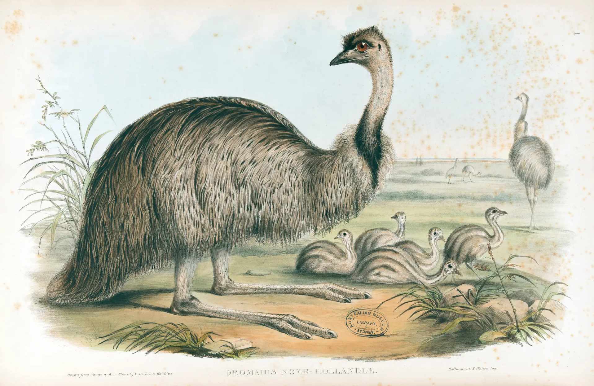 Emu Dromaius novaehollandiae