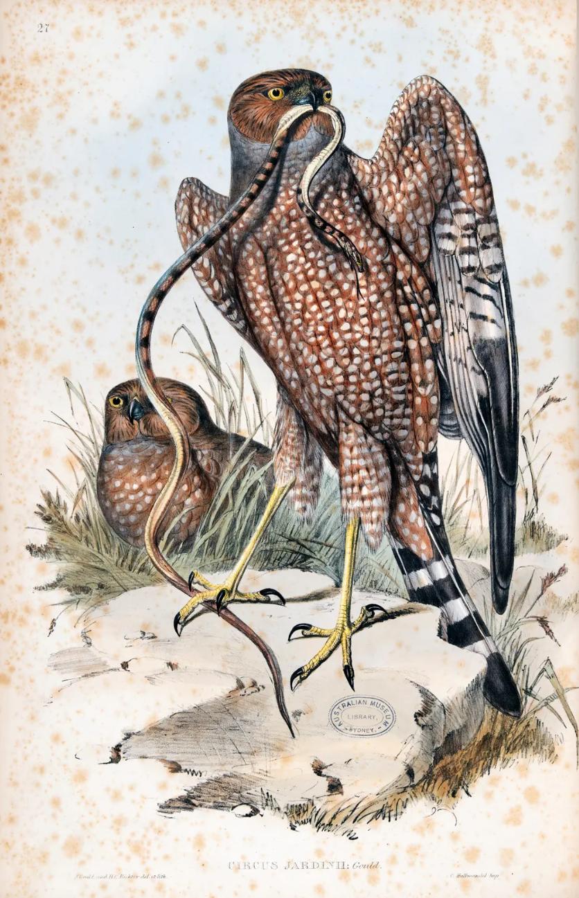 Jardine’s harrier (spotted harrier) Circus jardinii (Circus assimilis)