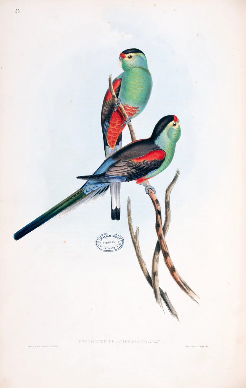 Paradise parrot Psephotus pulcherrimus