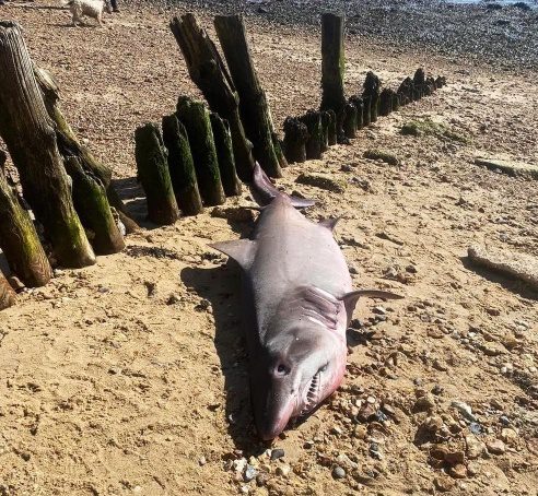 Το άψυχο σώμα του καρχαρία πριν διαμελιστεί και αποκεφαλιστεί από άγνωστο (Photo: Solent/metro.co.uk)