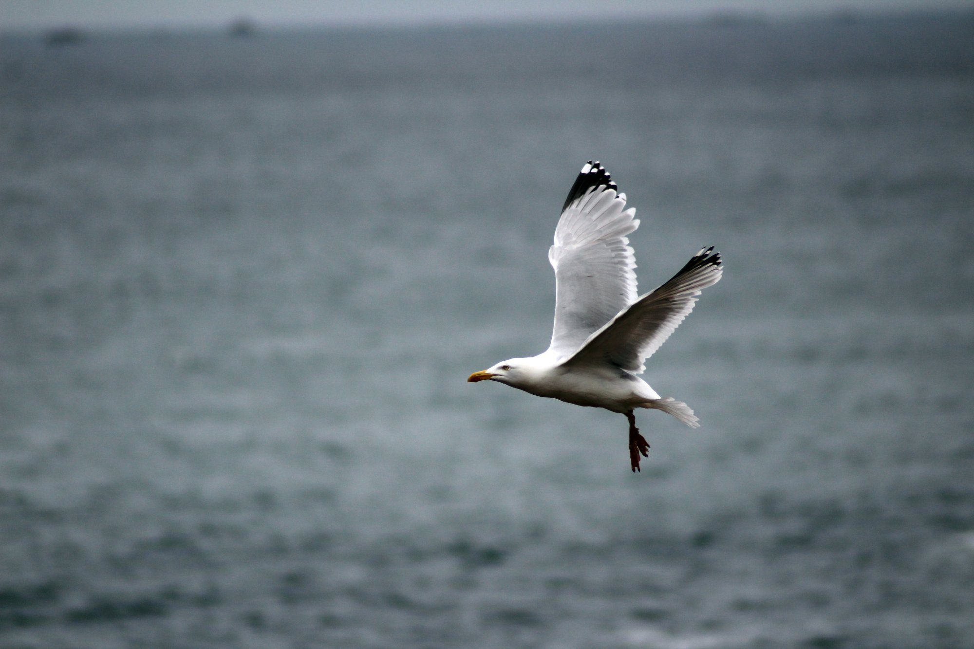 <a href="https://www.freepik.com/free-photo/seagull-flying-low-sea-level_8281384.htm#query=Great%20Black%20backed%20Gull&position=1&from_view=search&track=ais">Image by wirestock</a> on Freepik
