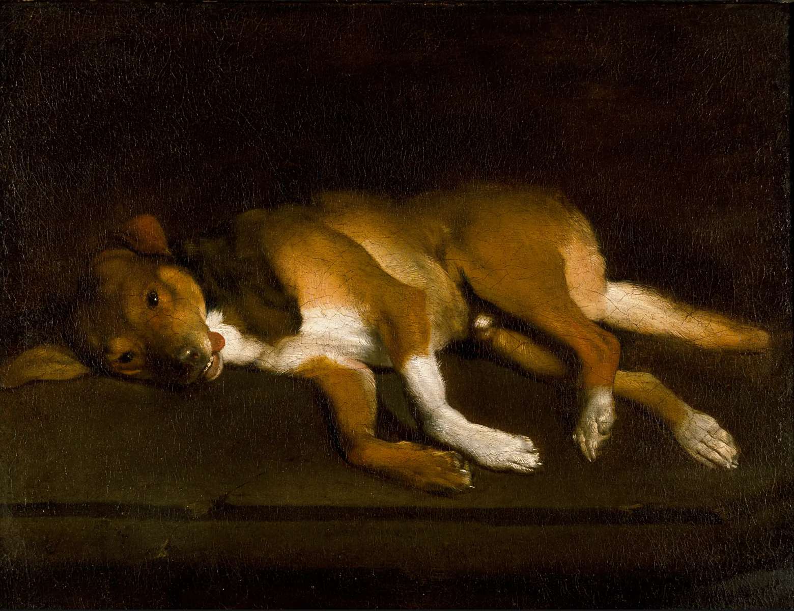 A Dog Lying on a Ledge, 1650-80, artist unknown (Photograph: © Ashmolean Museum)