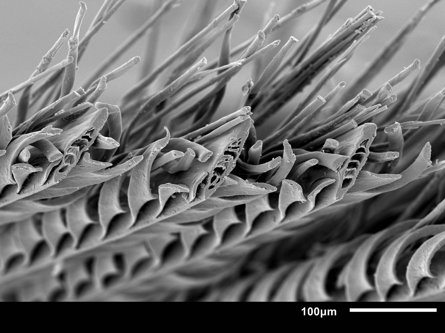 Μια εξαιρετικά μεγεθυμένη, εγκάρσια τομή των φτερών του Pterocles namaqua (Πηγή: Πανεπιστήμιο Johns Hopkins)