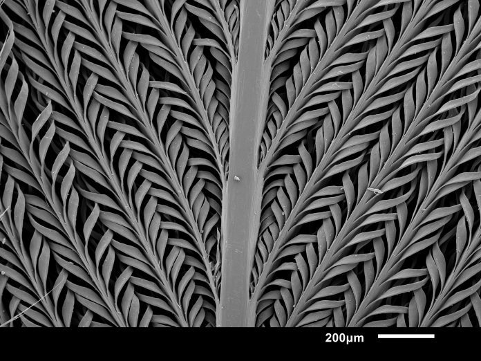 Μια εξαιρετικά μεγεθυμένη άποψη ενός φτερού Pterocles namaqua (Πηγή: Πανεπιστήμιο Johns Hopkins)