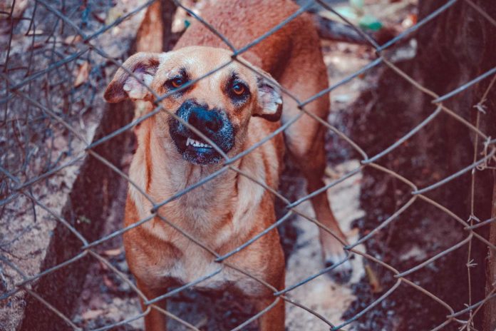 Photograph by Lucas Pezeta/Pexels