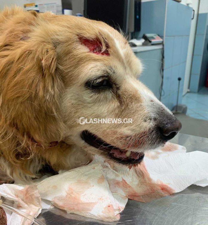 Ο τραυματισμένος σκυλάκος (Photo: Flashnews.gr)