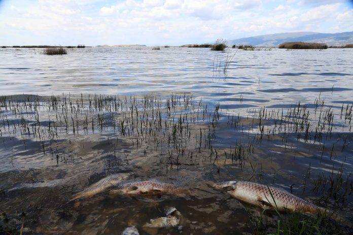 Εκβράστηκαν νεκρά ψάρια (Photo: larissanet.gr)
