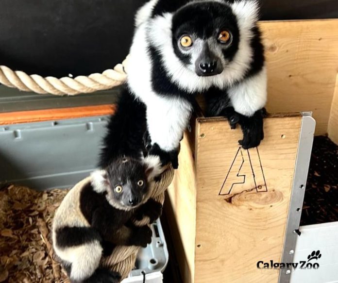 Photo: Calgary Zoo/Twitter