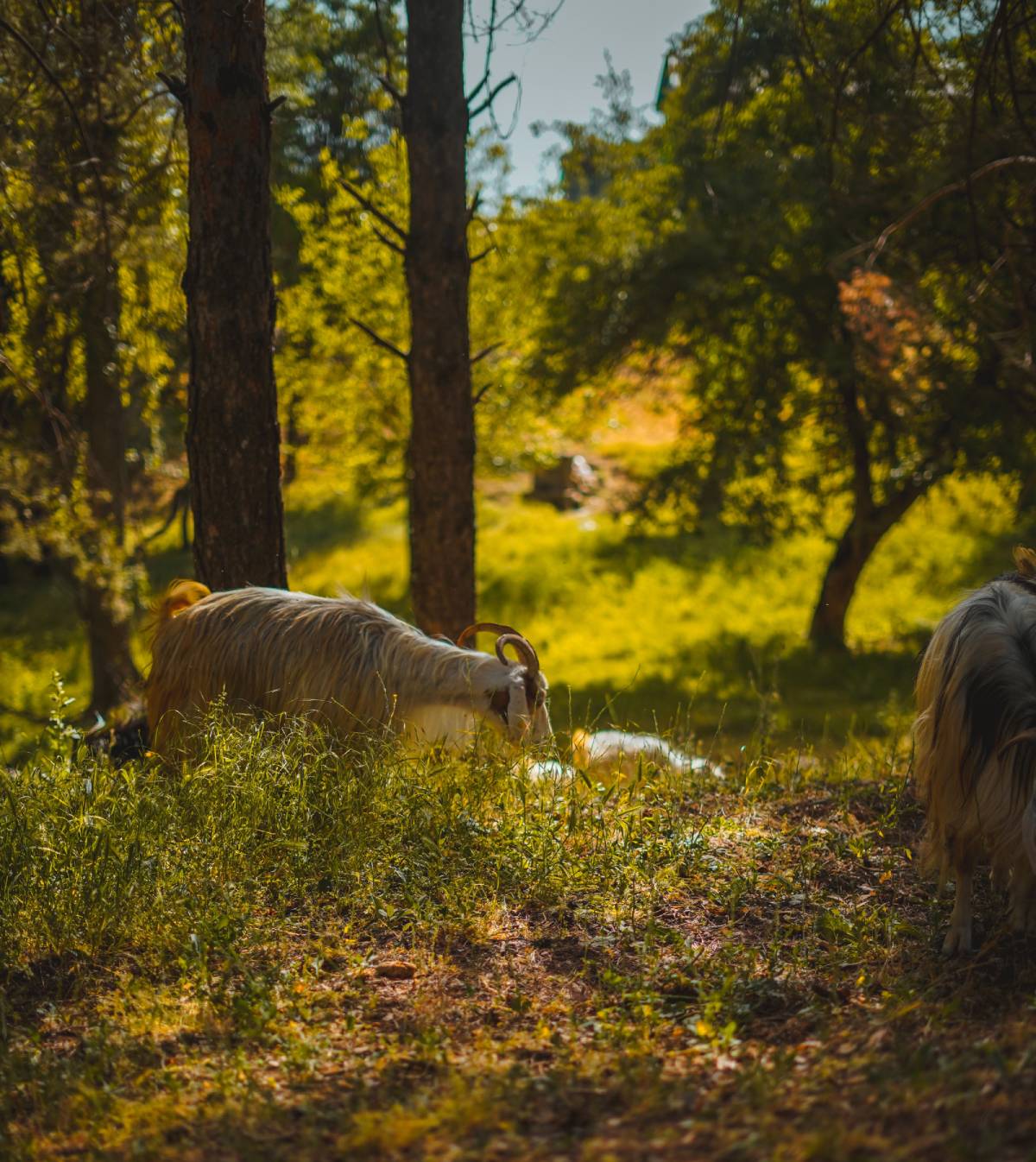 Photograph by Portrenk/Pexels