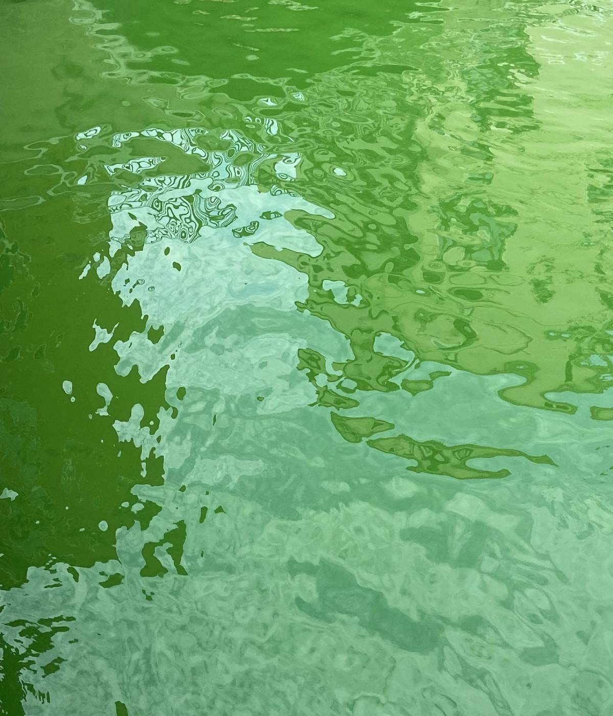 Το πράσινο χρώμα των νερών τού Κανάλ Γκράντε (Photo: Camilla Bertolini/Twitter)