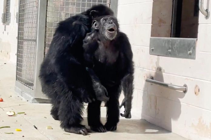 Η Βανίλια, ο θηλυκός χιμπατζής που πέρασε όλη τη ζωή μέχρι σήμερα κλεισμένος σε κλουβί, αντικρίζει τον ουρανό για πρώτη φορά (Photo: Twitter/nypost)