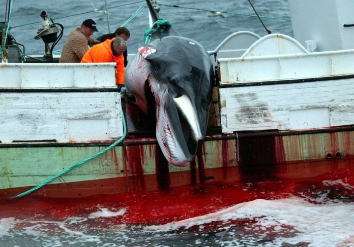 Έκθεση της ισλανδικής κυβέρνησης κατέληξε στο συμπέρασμα ότι το κυνήγι φαλαινών δεν συμμορφώνεται με τον νόμο της Ισλανδίας για την ευημερία των ζώων (Photograph by Adam Butler/AP)