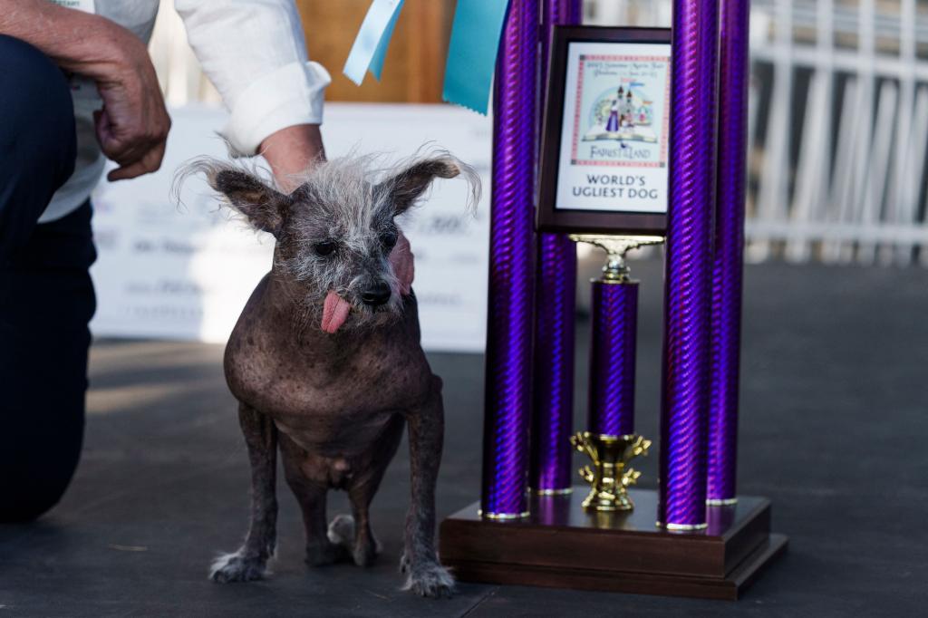 O Scooter, ο σκυλάκος που κέρδισε τον τίτλο του πιο άσχημου σκύλου στον κόσμο για το 2023. Εμάς, πάντως, δεν μας φαίνεται και τόσο άσχημος!
