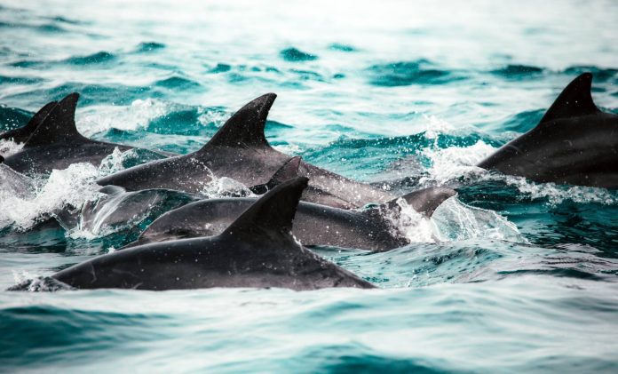 Δορυφορικές εικόνες της Παρασκευής έδειξαν αυξημένες κλωβοστοιχίες δελφινιών στην είσοδο του λιμανιού της Σεβαστούπολης. Η σημασία της ναυτικής βάσης στην περιοχή είναι μεγάλη για τον ρωσικό στρατό, λόγω της εγγύτητάς της με τη χερσόνησο της Κριμαίας (Photo: RedCharlie/Unsplash)