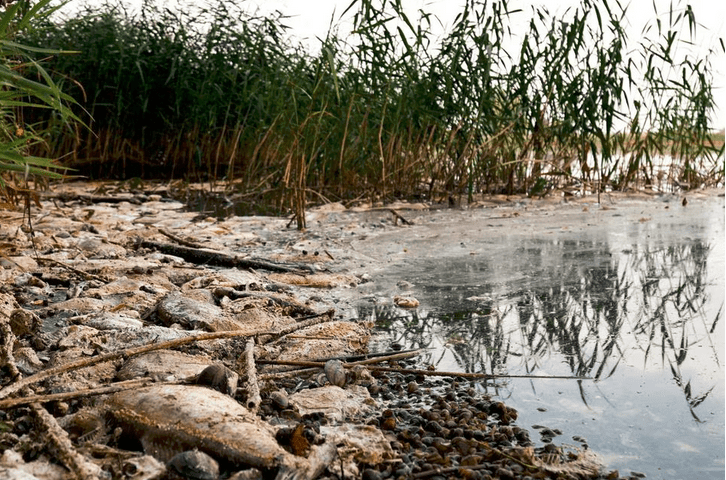 Νεκρά ψάρια στον ποταμό Όντερ. Η μόλυνση του νερού πιστεύεται ότι είναι η αιτία μαζικού θανάτου ψαριών Photo: REUTERS/Kuba Stezycki)
