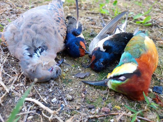 Η κατάσταση στη Ζάκυνθο είναι ιδιαίτερα ανησυχητική για τα τρυγόνια, ένα από τα ταχύτερα μειούμενα είδη πουλιών σε ολόκληρη την Ευρώπη (Photo: CABS/Twitter)