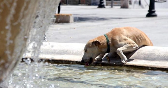 αδέσποτα