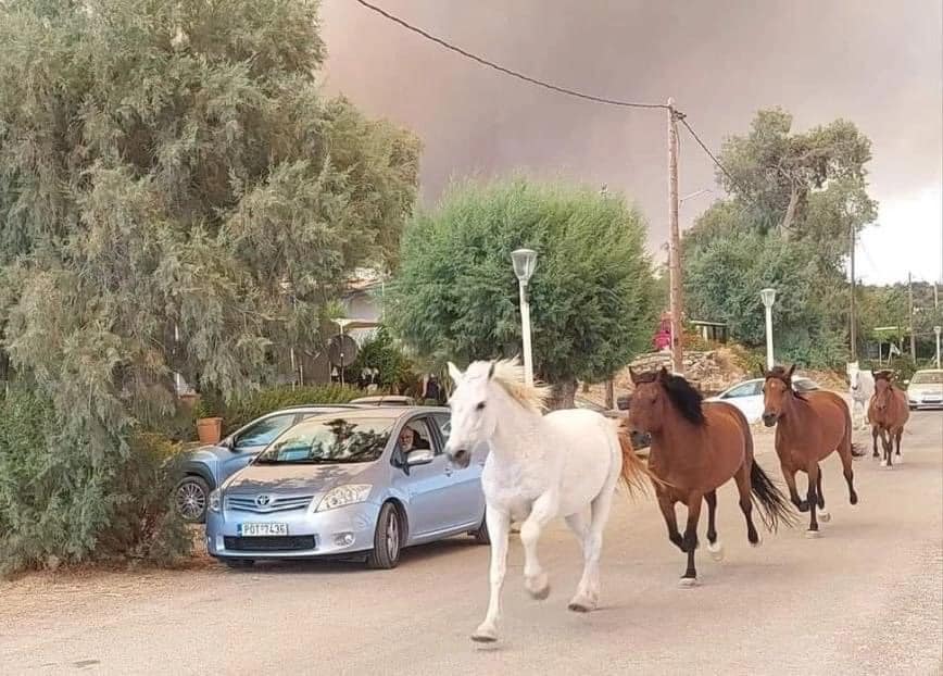 Ρόδο